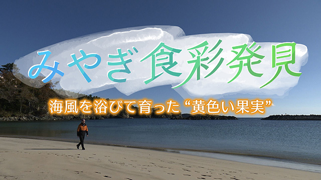 みやぎ食彩発見!~気仙沼大島の黄色い果実