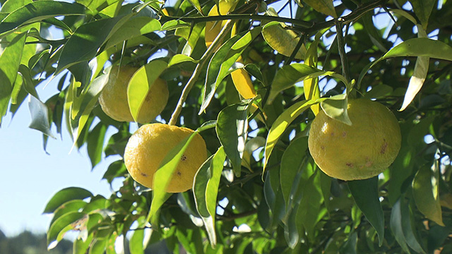みやぎ食彩発見!~気仙沼大島の黄色い果実