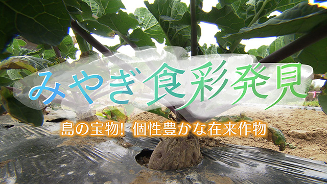 みやぎ食彩発見！～気仙沼大島で育った在来作物