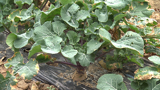 大島グリーンマルシェ