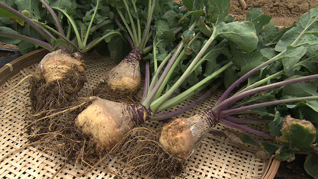 大島グリーンマルシェ