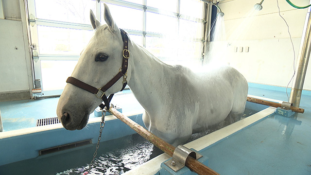 JRA競走馬リハビリテーションセンター