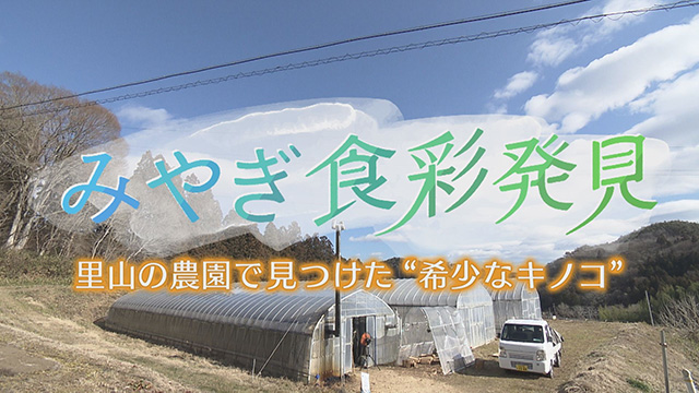 みやぎ食彩発見！～アワビタケ＆ヒマラヤヒラタケ