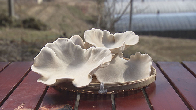 ヒマラヤヒラタケ