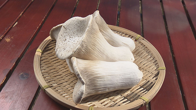 ヒマラヤヒラタケ