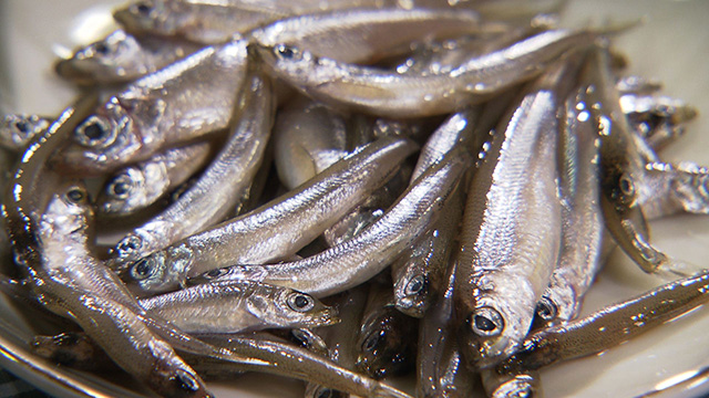 みやぎ食彩発見！～この時期ならではの釣り