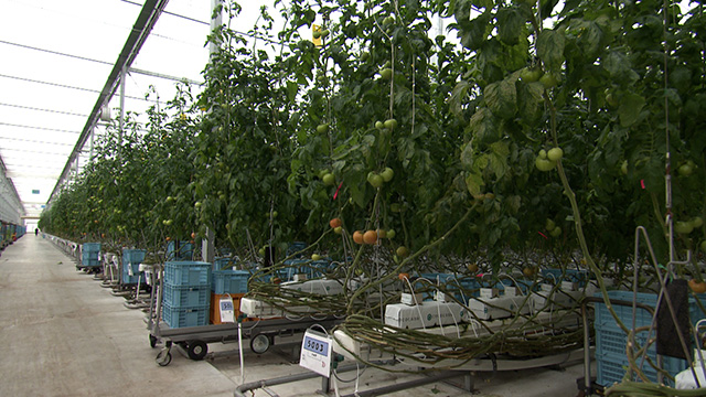 デ･リーフデ大川