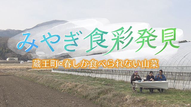 みやぎ食彩発見！～春の山菜「ウド」