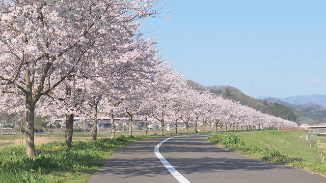 おおがわら桜まつり