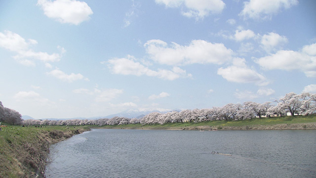 おおがわら桜まつり