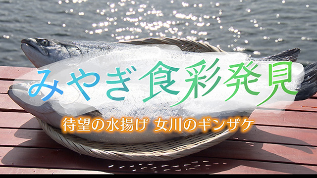 みやぎ食彩発見！～女川のギンザケ
