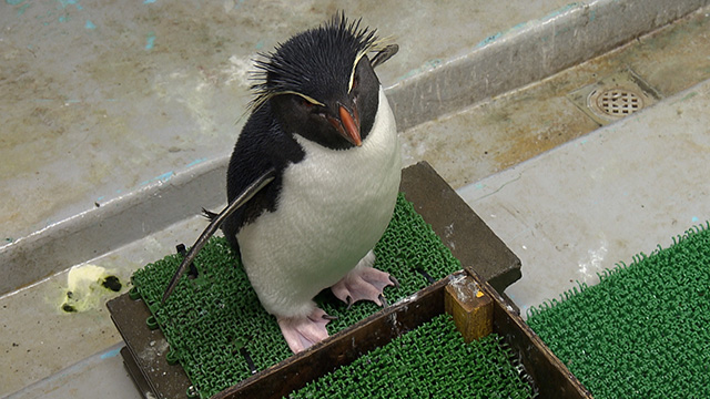 仙台うみの杜水族館