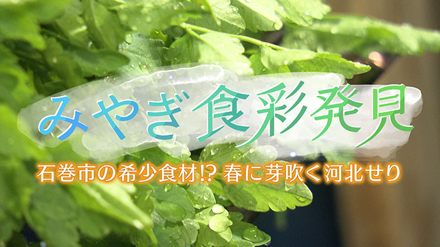 みやぎ食彩発見！～春の希少食材『河北セリ』