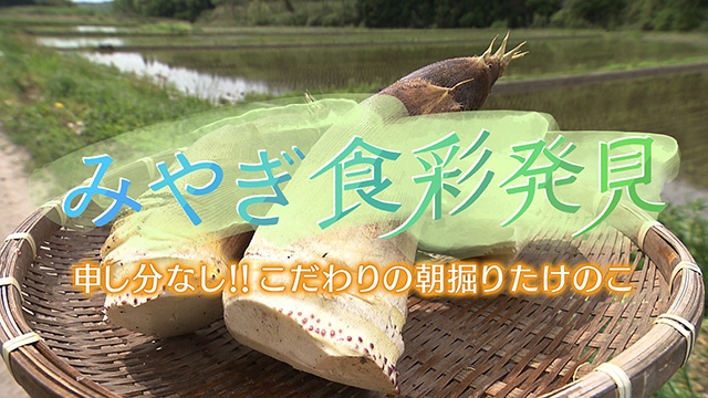 みやぎ食彩発見！～大崎市岩出山のこだわりの朝掘りたけのこ