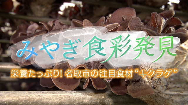 みやぎ食彩発見!~名取市の注目食材”キクラゲ”