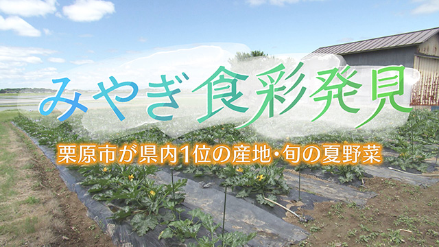 みやぎ食彩発見！～栗っこズッキーニ