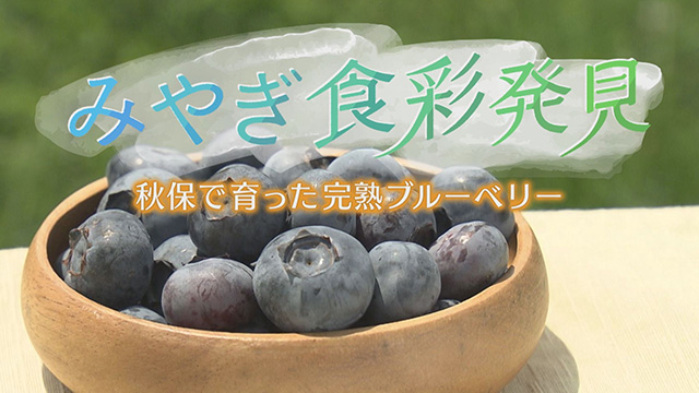 みやぎ食彩発見！～フレッシュな完熟ブルーベリー