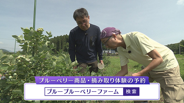 ブルーブルーベリーファーム