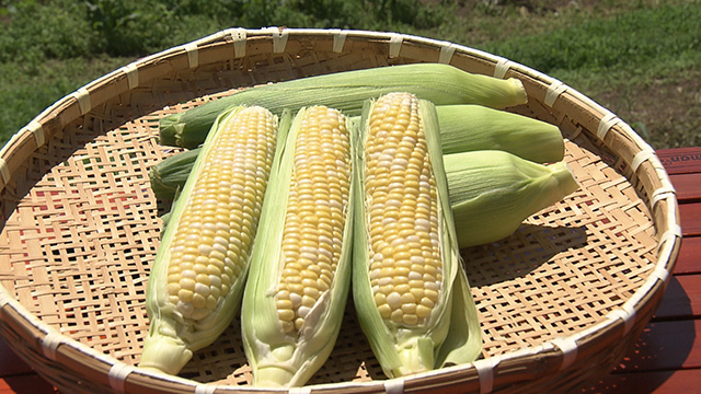 村田町の夏野菜「ドルチェドリーム」