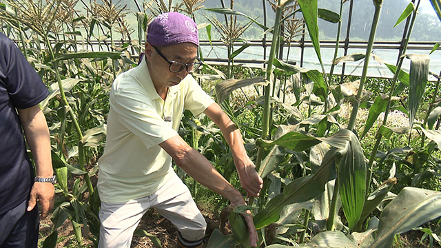 村田町の夏野菜「ドルチェドリーム」