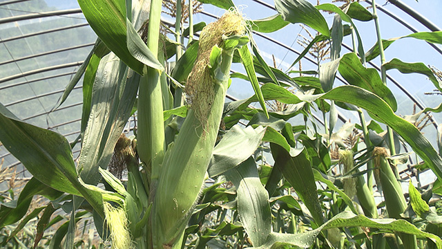 村田町の夏野菜「ドルチェドリーム」