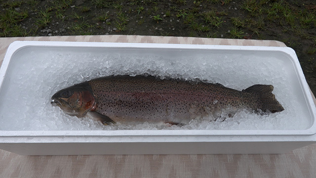 七ツ森サーモン 菅原養魚場
