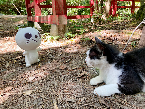 宮城のニャンコ みやにゃん　～ぐりりといく！猫の島～