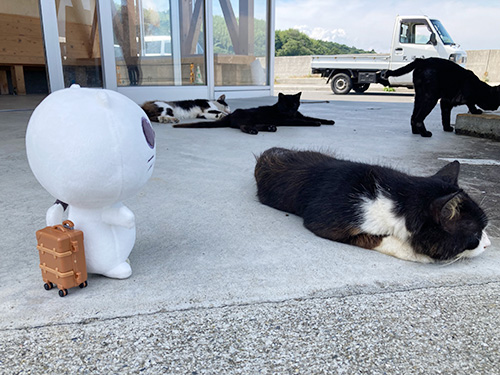 宮城のニャンコ みやにゃん　～ぐりりといく！猫の島～