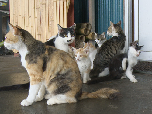 宮城のニャンコ みやにゃん　～ぐりりといく！猫の島～