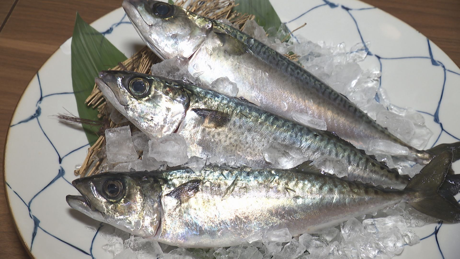 ”サバの町”石巻で陸上養殖に挑む！
