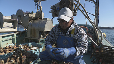 これからの「カキ養殖」は？