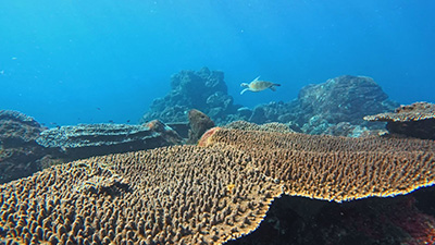 “海洋酸性化”の脅威とは？