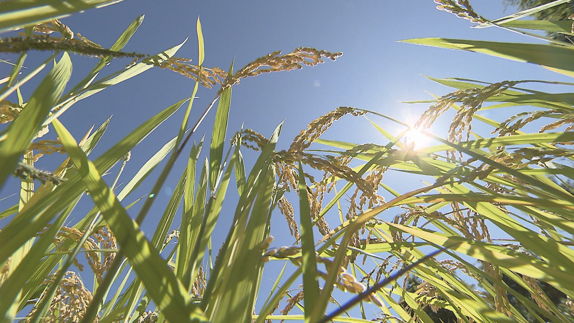 テレメンタリー2025「未来を耕す ~お米づくりは毎年1年生~」