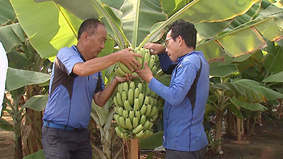 バナナにコーヒー豆　新産業への挑戦