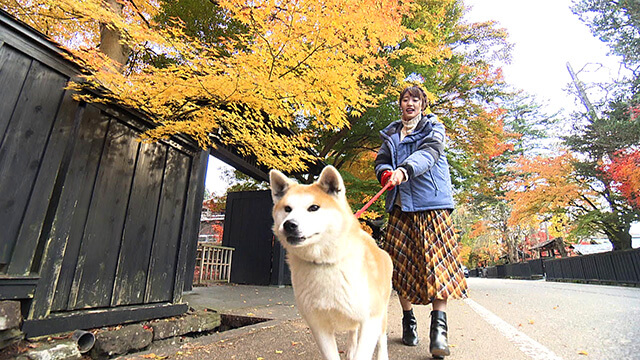 秋田犬と王林さん