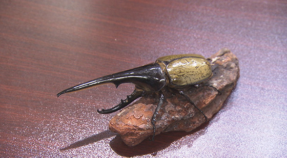 Beetle on 仙台店