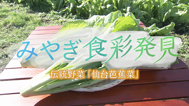 みやぎ食彩発見 ～今が収穫の真っ盛り『仙台芭蕉菜』